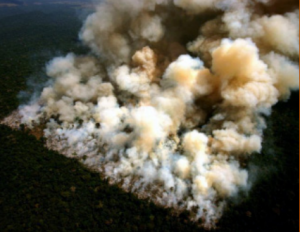 Burning rainforests in the amazon for soy/feedstock production