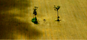 Deforestation from agriculture