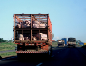 Pigs being transported to slaughter