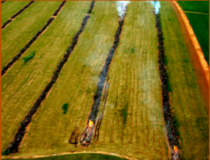 Burning of forests for soy production