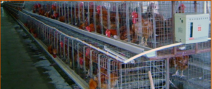 Chicken in battery cages