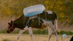 The "belch backpack"  inserted inside a cows stomach to collect methane emitted in cows' gas, credit:  Mother Jones http://www.motherjones.com/environment/2015/12/discovery-racing-extinction-methane-bags-timelapse