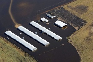 Flooded chicken CAFO leaks into water in North Carolina after Hurricane Matthew